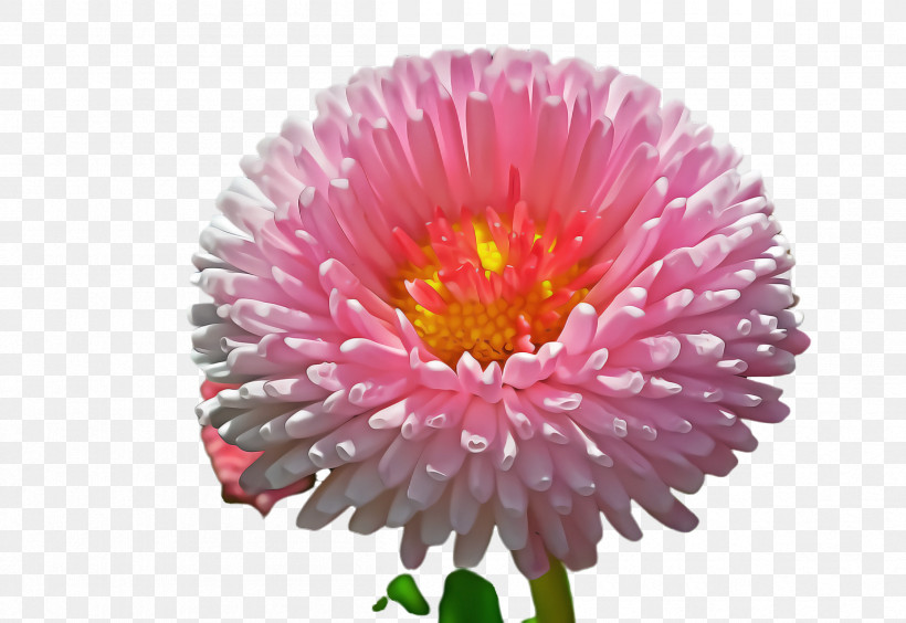 Flower China Aster Plant Pink Petal, PNG, 2412x1660px, Flower, Aster, China Aster, Cut Flowers, Gerbera Download Free