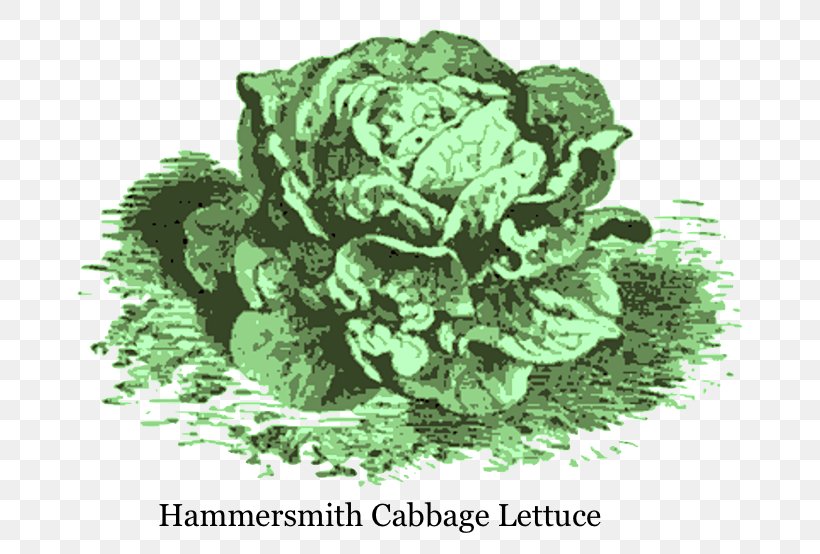 Lettuce Spring Greens Leaf Vegetable Ingredient 16th Century, PNG, 712x554px, 16th Century, Lettuce, Cabbage, Cooking, Flower Download Free