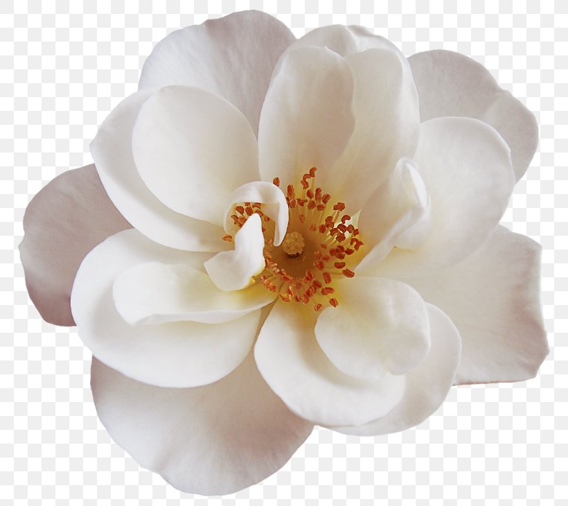 Magnolia Flower, PNG, 800x730px, White, Bergamo, Flower, Magnolia, Magnolia Family Download Free