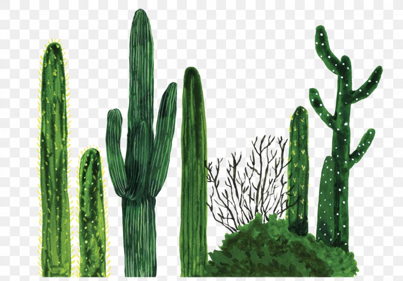 Plant Tapestry Cactaceae Textile Blanket, PNG, 1616x1127px, Plant, Blanket, Cactaceae, Cactus, Caryophyllales Download Free