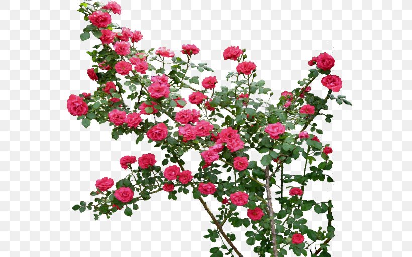 Rose Flower Clip Art, PNG, 600x512px, Rose, Annual Plant, China Rose, Cut Flowers, Editing Download Free
