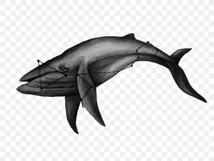 Whale Dolphin Drawing Cetacea Marine Mammal, PNG, 1280x960px, Whale, Black And White, Blue Whale, Cartilaginous Fish, Cetacea Download Free