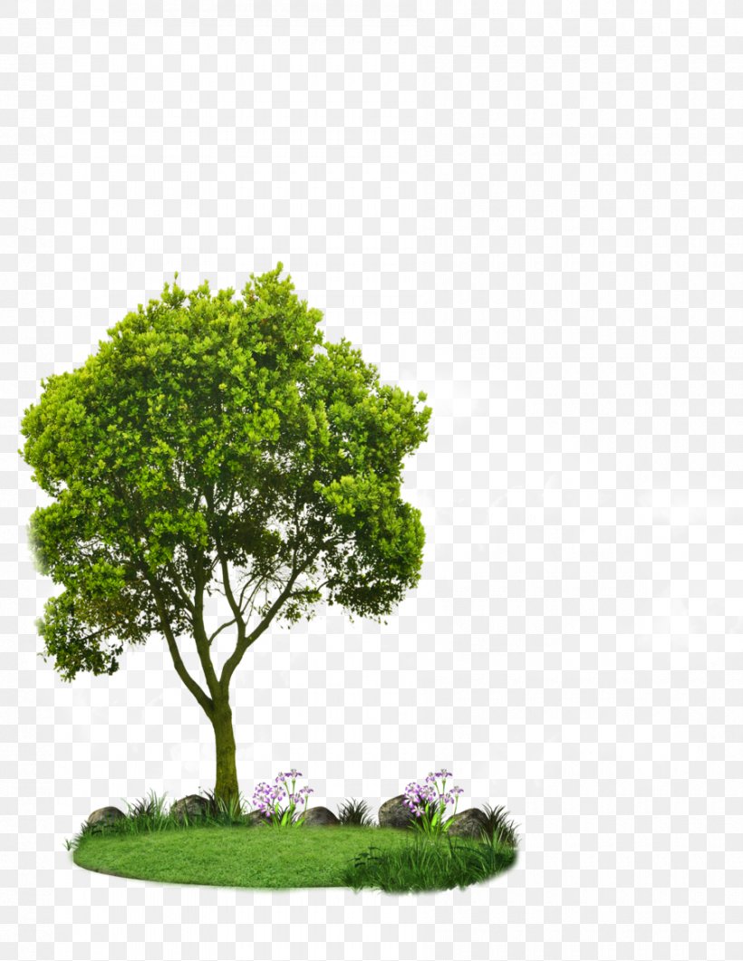 Choosing Small Trees Tree Planting Landscaping Root, PNG, 900x1165px, Choosing Small Trees, Arbor Day, Arborist, Bonsai, Flowerpot Download Free
