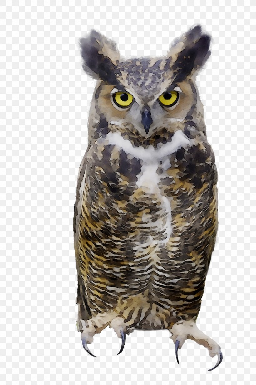 Great Grey Owl Beak, PNG, 1280x1927px, Great Grey Owl, Beak, Bird, Bird Of Prey, Great Horned Owl Download Free