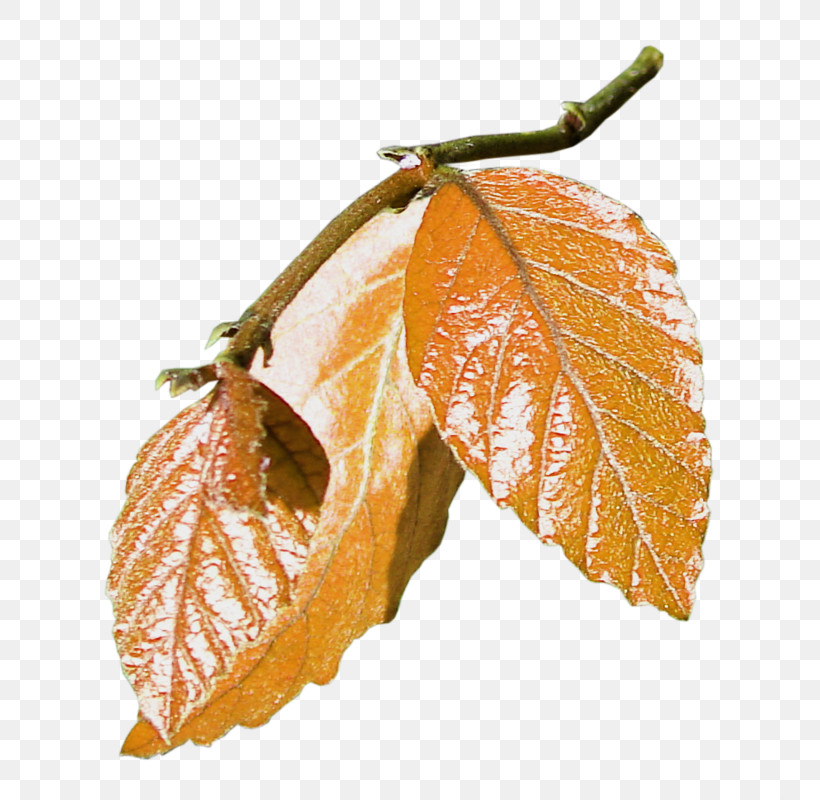 Leaf Tree Plant Woody Plant Beech, PNG, 748x800px, Leaf, Beech, Deciduous, Flower, Plant Download Free