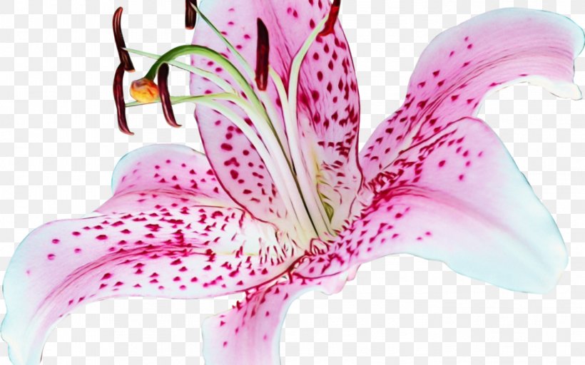 Lily Flower Cartoon, PNG, 1368x855px, Cdr, Amaryllis Belladonna, Crinum, Cut Flowers, Daylily Download Free