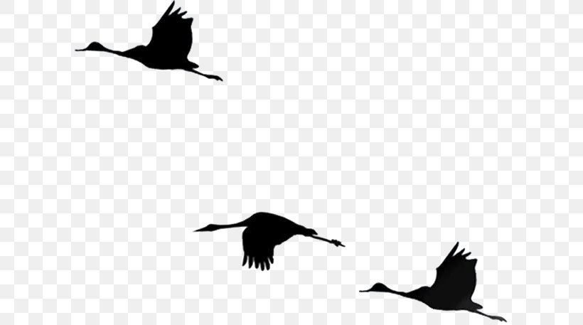 Bird, PNG, 610x457px, Bird, Animal Migration, Beak, Bird Migration, Black And White Download Free