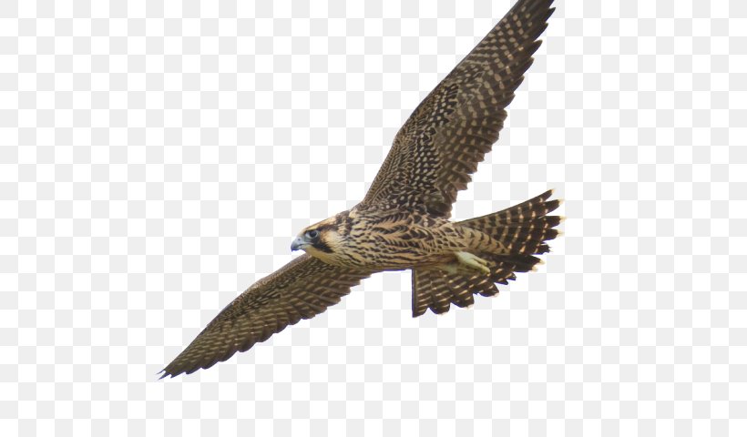 Clip Art Falcon Flight Image, PNG, 640x480px, Falcon, Accipitridae, Accipitriformes, Adaptation, Beak Download Free