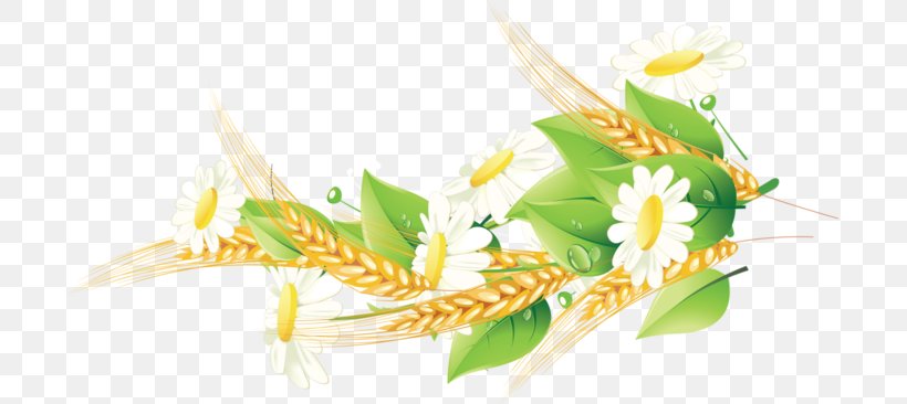 Corn On The Cob Cereal Grasses Grain Food, PNG, 699x366px, Corn On The Cob, Cereal, Commodity, Family, Flower Download Free