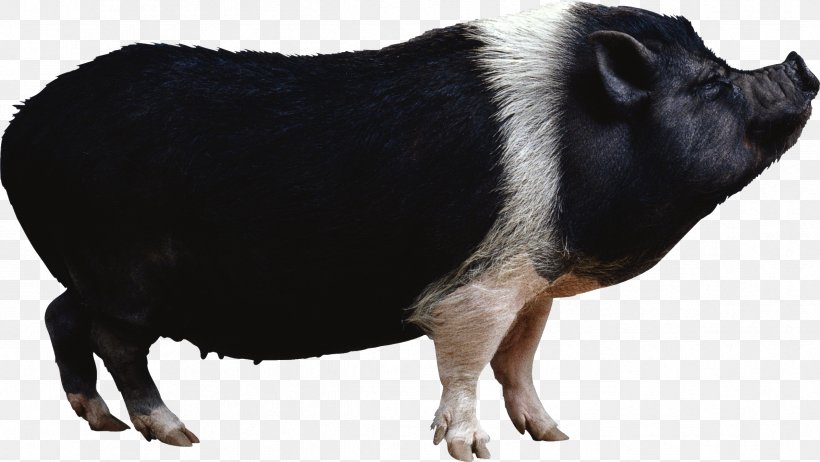 Domestic Pig Clip Art Image Desktop Wallpaper, PNG, 2393x1350px, Domestic Pig, Cattle Like Mammal, Livestock, Mammal, Pig Download Free