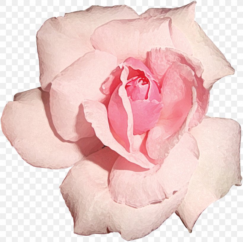 Garden Roses Cut Flowers Centifolia Roses, PNG, 1500x1495px, Garden Roses, Blog, Centifolia Roses, Close Up, Cut Flowers Download Free