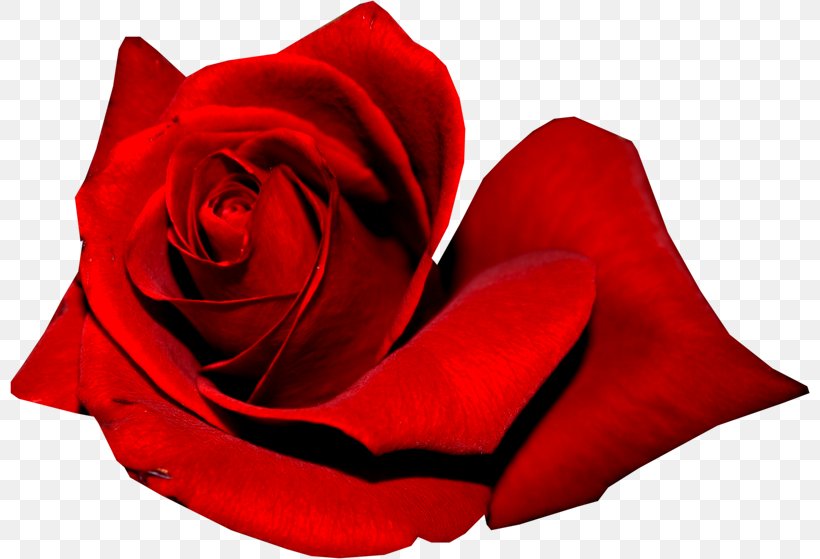 Garden Roses Red, PNG, 800x559px, Garden Roses, Close Up, Color, Cut Flowers, Data Download Free
