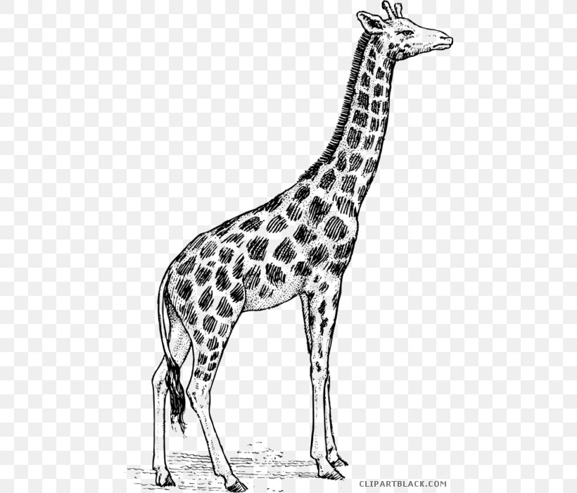 Giraffe Drawing Animal Illustrations Art Clip Art, PNG, 468x700px, Giraffe, Animal Illustrations, Art, Black And White, Cartoon Download Free