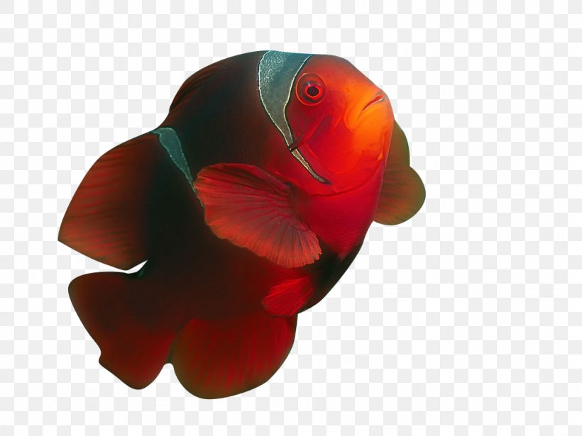 Ornamental Fish Tropical Fish Clownfish, PNG, 1024x768px, Fish, Beak, Close Up, Clownfish, Computer Download Free