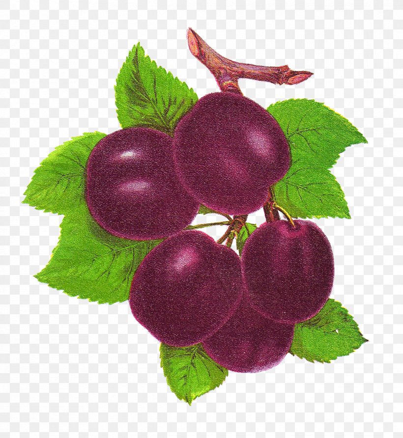 Plum Fruit Clip Art, PNG, 1218x1325px, Plum, Apricot, Art, Berry, Blog Download Free