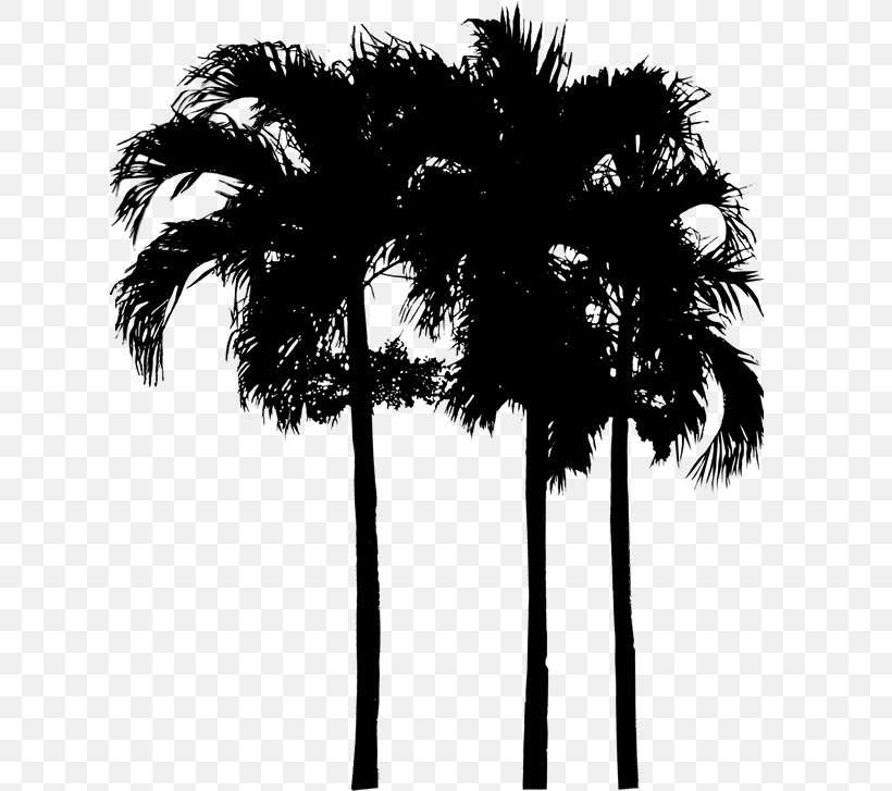 Asian Palmyra Palm Date Palm Palm Trees Silhouette Plant Stem, PNG, 636x727px, Asian Palmyra Palm, Arecales, Attalea Speciosa, Black, Blackandwhite Download Free