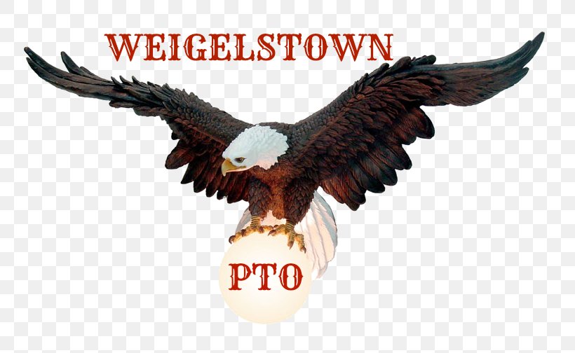 Bald Eagle Weigelstown Bird Beak, PNG, 779x504px, Bald Eagle, Accipitriformes, Beak, Bird, Bird Of Prey Download Free