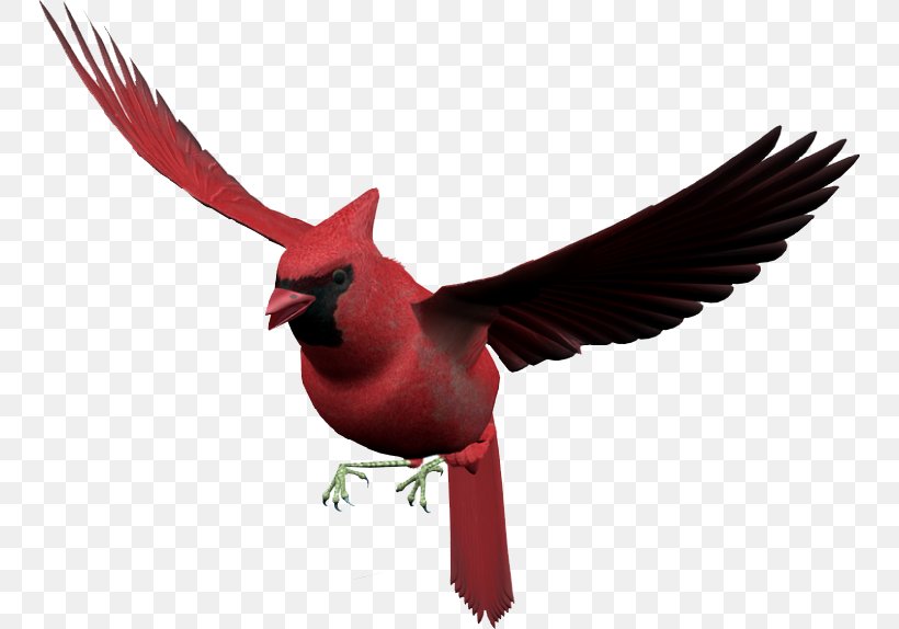 Bird Flight Adobe Photoshop RGB Color Model, PNG, 749x574px, Bird, Animal, Beak, Bird Flight, Cardinal Download Free