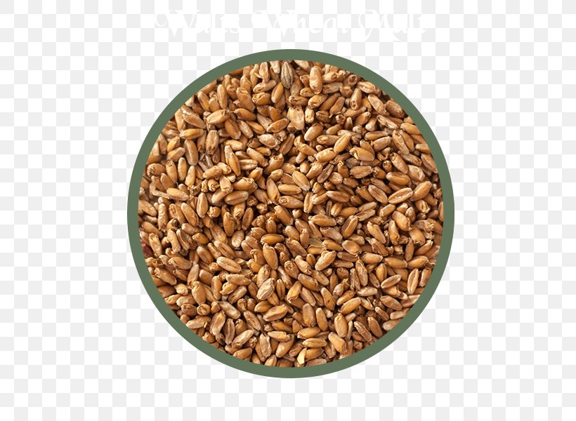 Cereal Germ Beer Malt Whole Grain, PNG, 600x600px, Cereal Germ, Barley, Barley Malt, Beer, Cereal Download Free