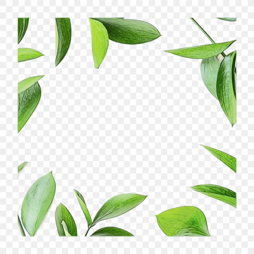 Leaf Plant Green Flower Tree, PNG, 1773x1773px, Watercolor, Branch, Eucalyptus, Flower, Flowering Plant Download Free