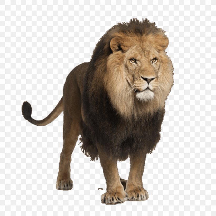 Lion Stock Photography Royalty-free Stock Illustration Stock.xchng, PNG, 1024x1024px, Lion, Big Cats, Carnivoran, Cat Like Mammal, Fur Download Free