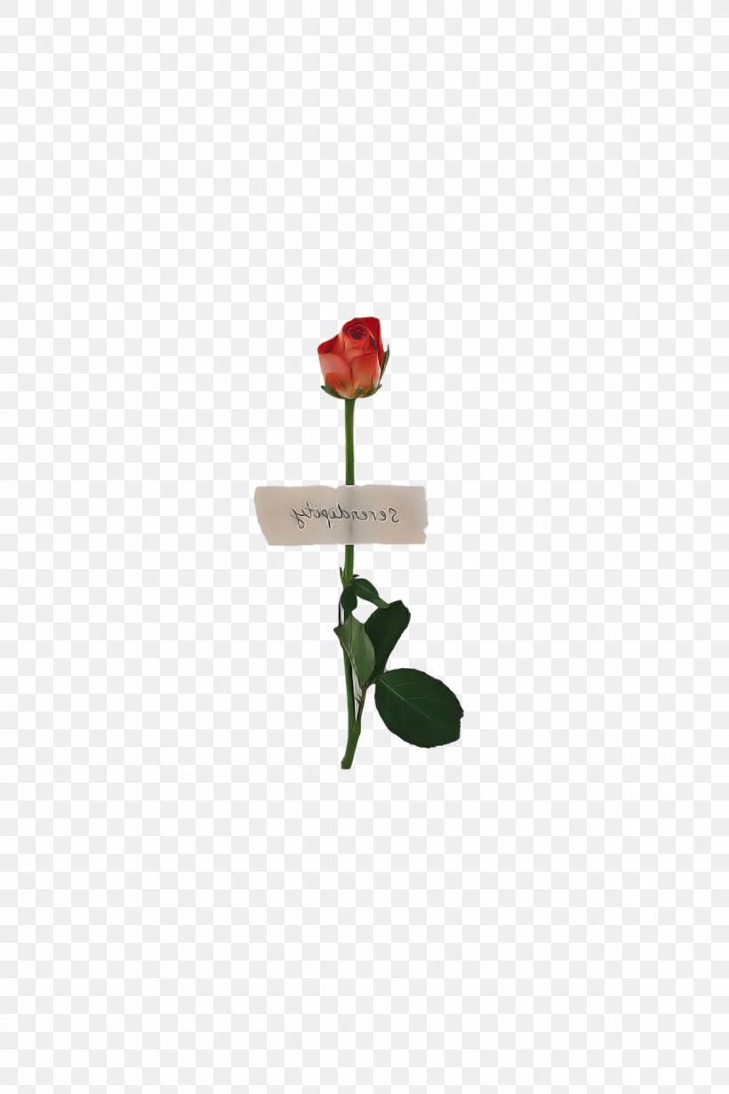 Rose, PNG, 1200x1800px, Flower, Biology, Flowerpot, Petal, Plant Stem Download Free