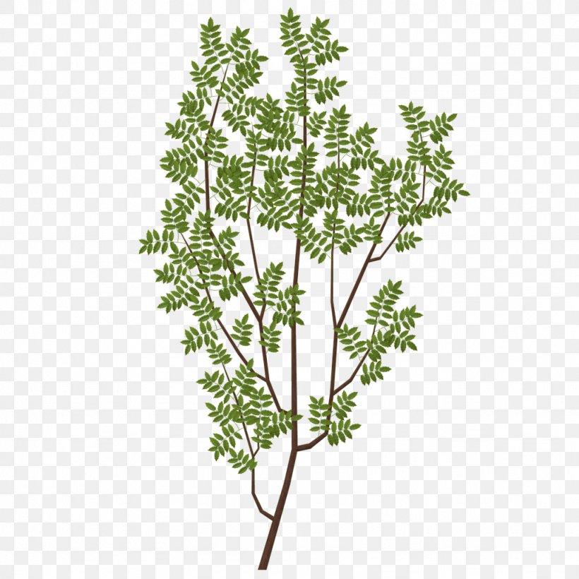 Branch Tree Leaf Texture Mapping, PNG, 1024x1024px, Branch, Anthriscus, Blender Game Engine, Chervil, Collada Download Free