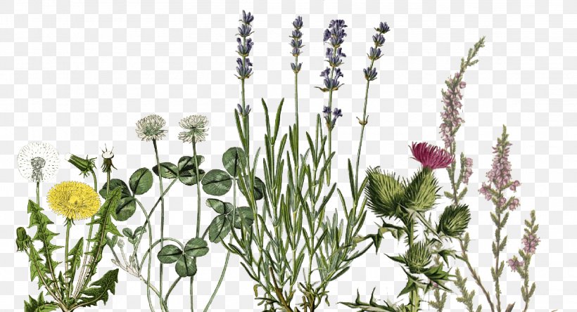 English Lavender Lavender Oil Essential Oil Florame, PNG, 2313x1254px, English Lavender, Accessoire, Branch, Cut Flowers, Essential Oil Download Free