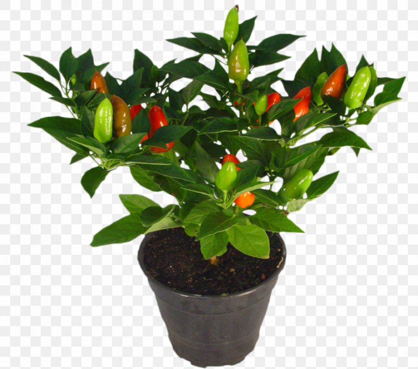 Flowerpot Houseplant Ornamental Plant Garden, PNG, 905x800px, Flowerpot, Bell Peppers And Chili Peppers, Bird S Eye Chili, Calamondin, Capsicum Download Free