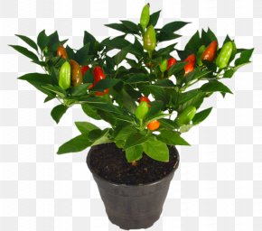 Monstera - Flowerpot Houseplant Ornamental Plant Garden PNG