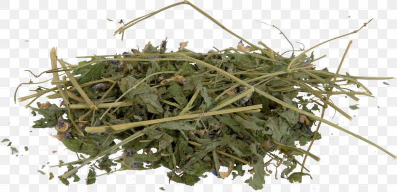 Herbalism Baruch College Grasses Lathyrus, PNG, 1757x850px, Herb, Baruch College, Family, Grass, Grass Family Download Free