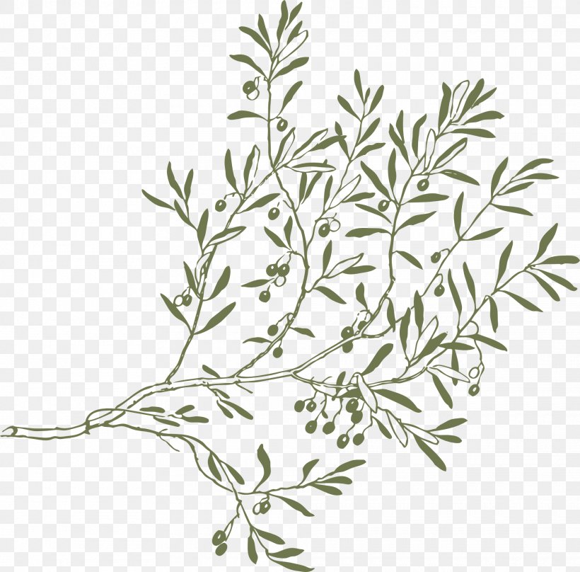 Olive Branch Clip Art, PNG, 1920x1892px, Olive Branch, Black And White, Branch, Drawing, Flora Download Free