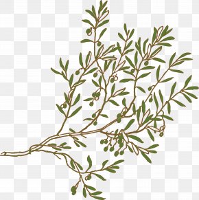 Olive Branch - Olive Branch Olive Branch Tree Clip Art PNG