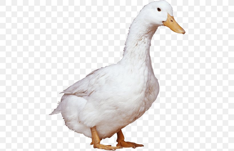 American Pekin Duck Goose, PNG, 480x528px, American Pekin, Anseriformes, Beak, Bird, Chicken Download Free
