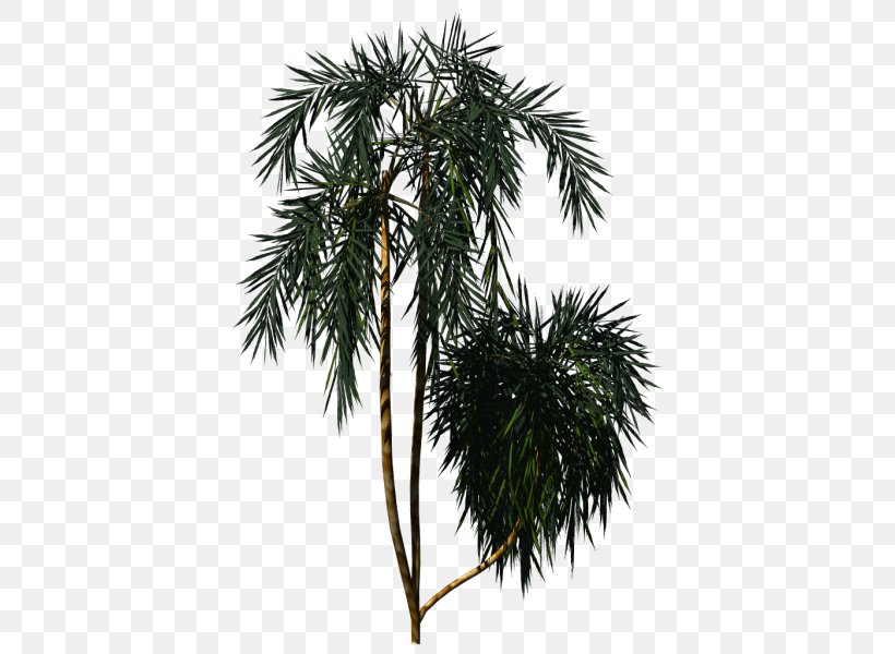Asian Palmyra Palm Arecaceae New Zealand Cabbage Tree Plant, PNG, 600x600px, Asian Palmyra Palm, Arecaceae, Arecales, Borassus, Borassus Flabellifer Download Free