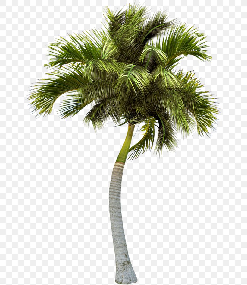 Asian Palmyra Palm Palm Trees Image, PNG, 655x944px, Asian Palmyra Palm ...