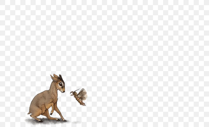 Canidae Dog Kangaroo Mammal Fauna, PNG, 640x500px, Canidae, Carnivoran, Dog, Dog Like Mammal, Fauna Download Free