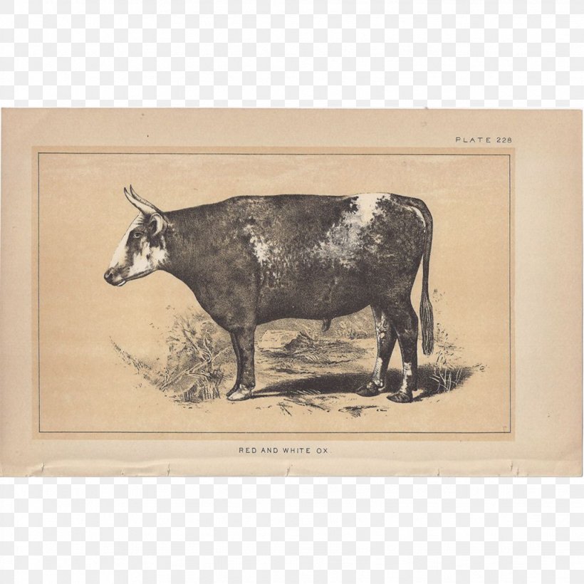 Dairy Cattle Ox Bull Picture Frames, PNG, 1023x1023px, Dairy Cattle, Bull, Cattle, Cattle Like Mammal, Cow Goat Family Download Free