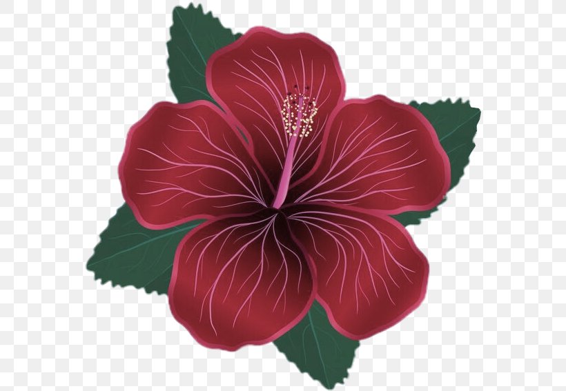 Flower Flowering Plant Hibiscus Hawaiian Hibiscus Petal, PNG, 575x567px, Flower, Chinese Hibiscus, Flowering Plant, Hawaiian Hibiscus, Hibiscus Download Free