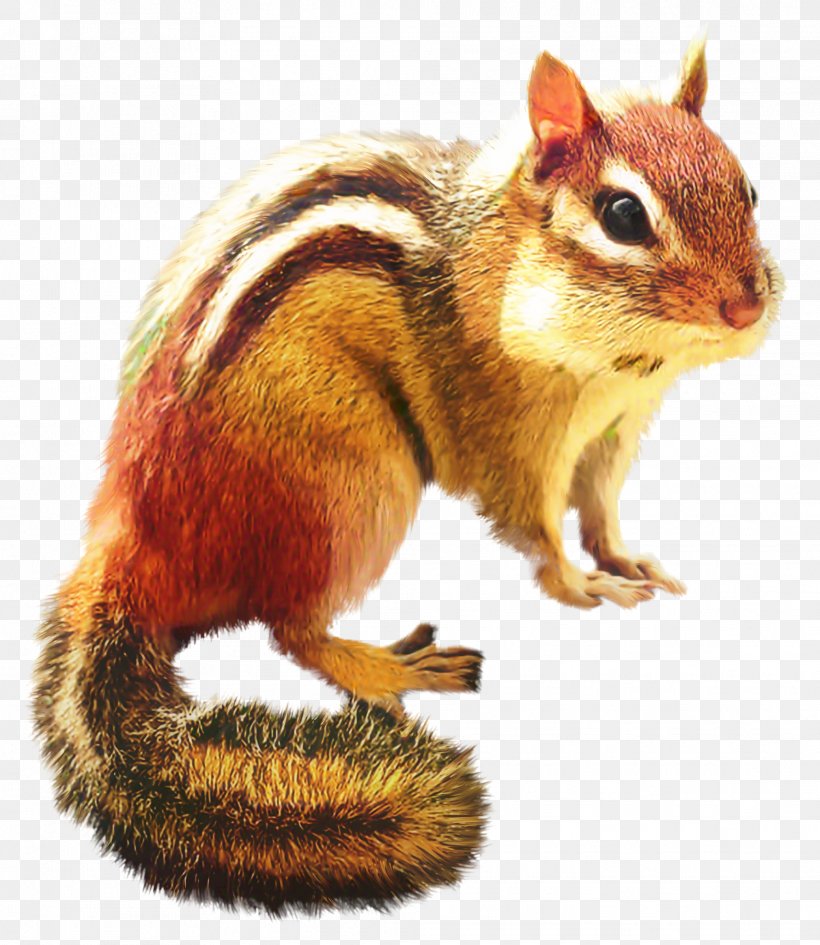 Fox Cartoon, PNG, 2021x2330px, Chipmunk, Animal, Douglas Squirrel, Eastern Chipmunk, Eurasian Red Squirrel Download Free