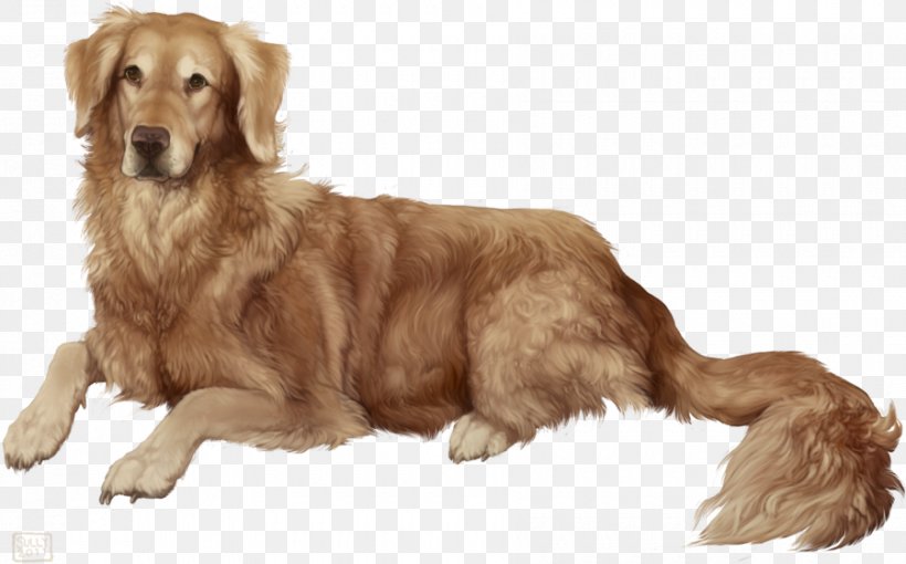 Golden Retriever Nova Scotia Duck Tolling Retriever Worldly Dogs Puppy Dog Breed, PNG, 900x560px, Golden Retriever, Animal, Breed Group Dog, Canidae, Carnivoran Download Free