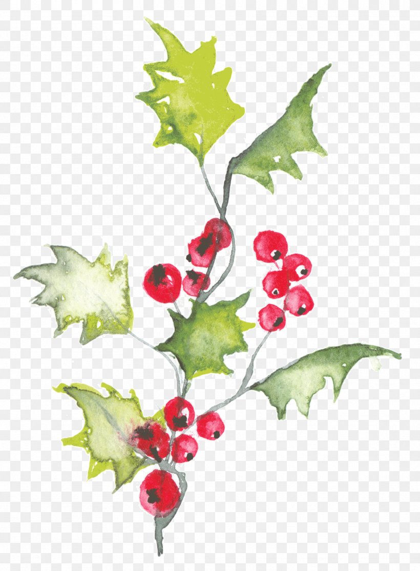 Holly Watercolor Painting Illustration Image Design, PNG, 1769x2407px, Holly, American Holly, Aquifoliales, Botany, Cartoon Download Free
