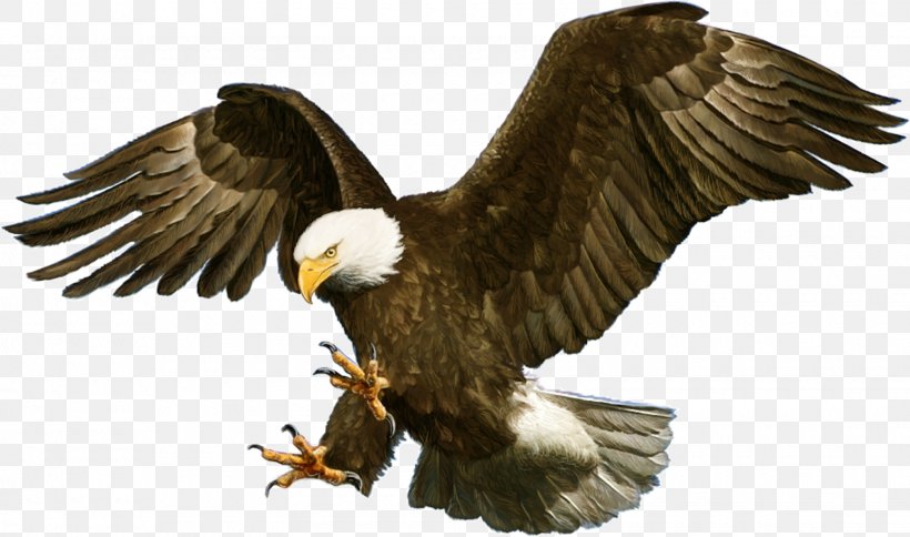 Bald Eagle White-tailed Eagle, PNG, 1600x945px, Bald Eagle