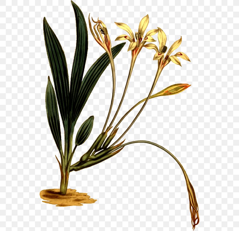 Grasses Flowerpot Plant Stem, PNG, 549x793px, Grasses, Flower, Flowering Plant, Flowerpot, Grass Family Download Free