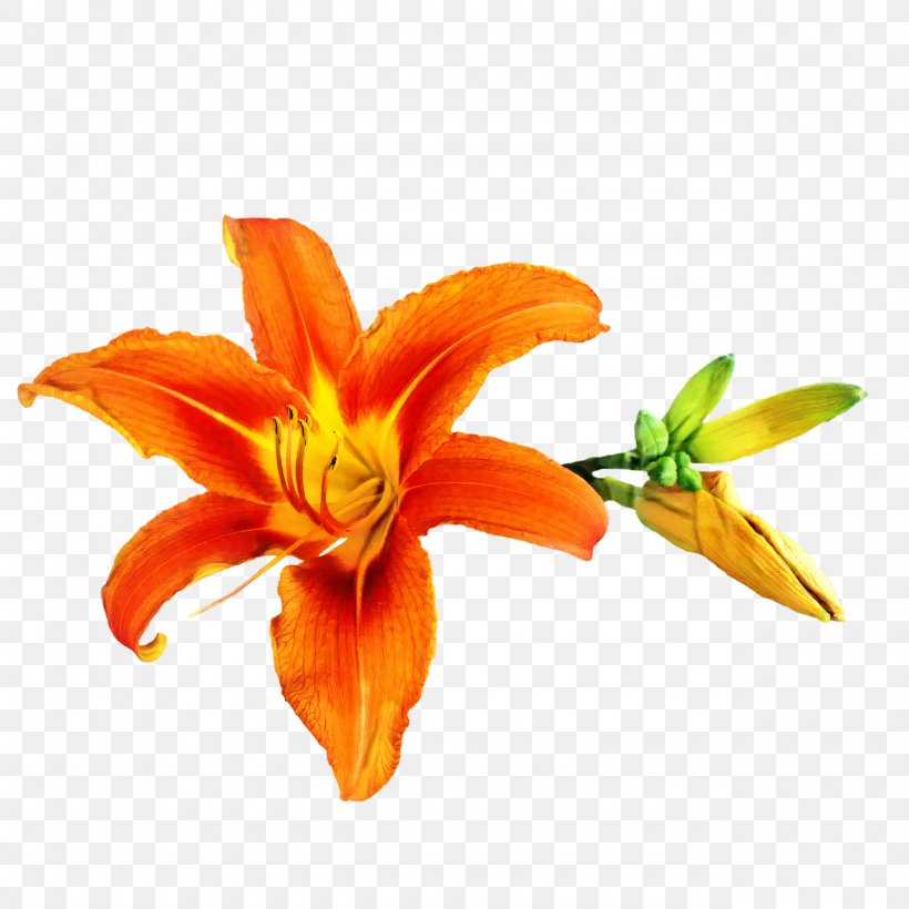 Orange Lily Amaryllis Cut Flowers Daylily Petal, PNG, 1280x1280px, Orange Lily, Amaryllis, Cut Flowers, Daylily, Flower Download Free