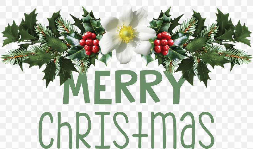 Christmas Mistletoe, PNG, 3867x2284px, Mistletoe, Christmas Day, Christmas Mistletoe, Drawing, Leafy Mistletoes Download Free