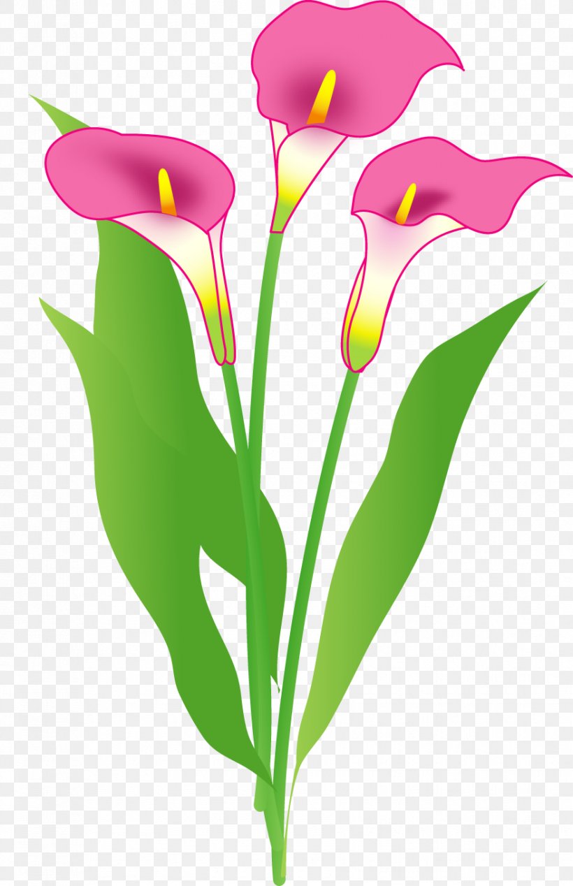 Cut Flowers Color Arum-lily Floral Design, PNG, 879x1360px, Flower, Arum, Arum Lilies, Arumlily, Color Download Free