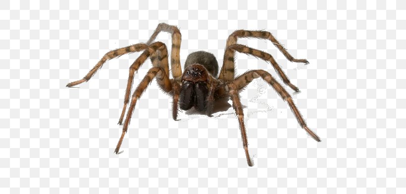 House Spider Pest Control Tegenaria Domestica, PNG, 640x393px, Spider, Arachnid, Araneus, Araneus Cavaticus, Arthropod Download Free