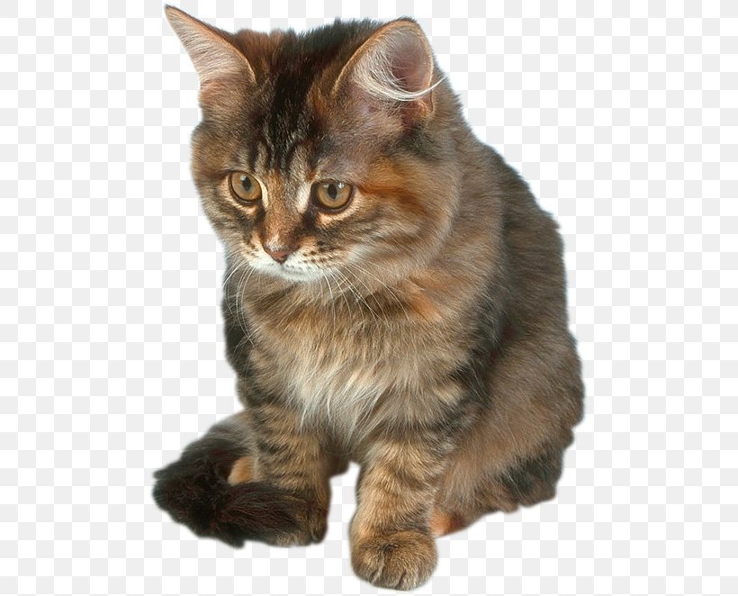 Kitten Manx Cat Pixie-bob Somali Cat Kurilian Bobtail, PNG, 489x662px, Kitten, Asian, Carnivoran, Cat, Cat Like Mammal Download Free