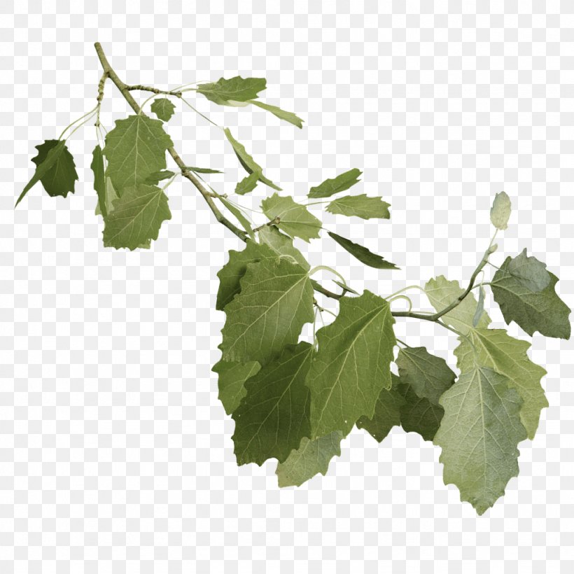 Leaf Grape Leaves Twig Plant Stem Tree, PNG, 1024x1024px, Leaf, Branch, Branching, Grape Leaves, Grapevine Family Download Free